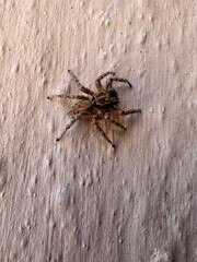 Jumping Spider (Salticidae)