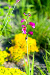 Opening day of public park named Ueberlandpark with pink flowers at Swiss city of Zürich on a...