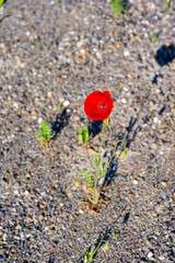 Opening day of public park named Ueberlandpark with red poppy floser at Swiss city of Zürich on a...