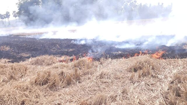 Stubble Burning in India( Parali burning), also known as stubble or straw burning, is the practice of setting fire to crop residue left after harvesting, primarily in agricultural regions of India.