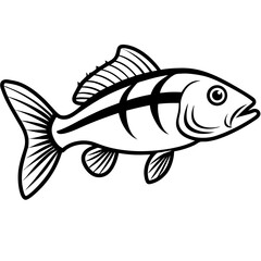Elegant Zander Fish Line Sketch Vector