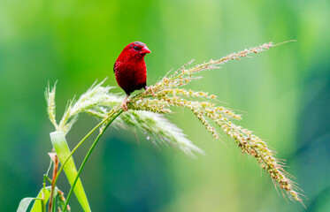 Crimson Bird on Wild Grass