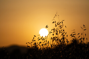 Puesta de sol, en el bosque, plantas