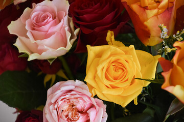 カラフルな薔薇