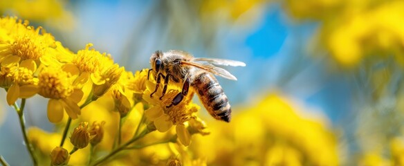 The bee pollinating vibrant yellow flowers under a clear blue sky.