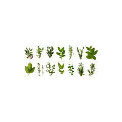 Fresh Green Culinary Herbs Assortment Isolated on White Background
