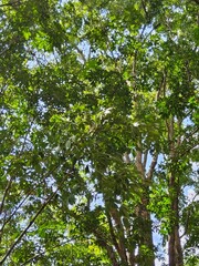 green leaves and blue sky
