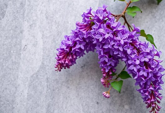Fototapeta Deep purple wisteria blossoms cascade against a subtly textured grey backdrop,  vine,  wallpaper