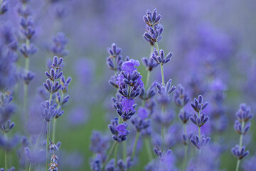 Lavender flowers in Provence, France. Macro purple background with blooming lavender field.