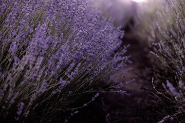 Lavender flowers in Provence, France. Macro purple background with blooming lavender field.