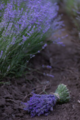 Lavender flowers in Provence, France. Macro purple background with blooming lavender field.