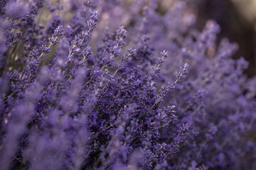 Lavender flowers in Provence, France. Macro purple background with blooming lavender field.
