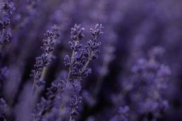 Lavender flowers in Provence, France. Macro purple background with blooming lavender field.