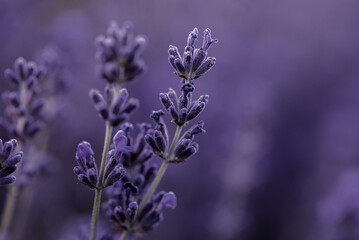 Lavender flowers in Provence, France. Macro purple background with blooming lavender field.