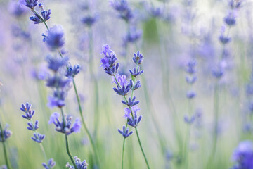 Lavender flowers in Provence, France. Macro purple background with blooming lavender field.