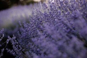 Lavender flowers in Provence, France. Macro purple background with blooming lavender field.