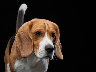 A beagle tilts its head slightly under dramatic studio lighting, appearing thoughtful. The black...
