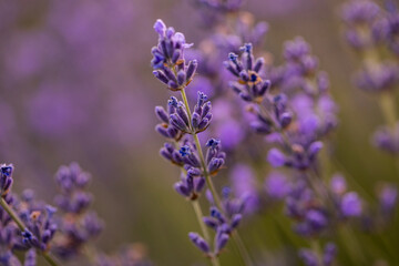 Lavender flowers in Provence, France. Macro purple background with blooming lavender field.
