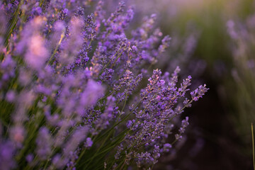 Lavender flowers in Provence, France. Macro purple background with blooming lavender field.