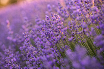 Lavender flowers in Provence, France. Macro purple background with blooming lavender field.