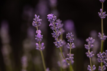 Lavender flowers in Provence, France. Macro purple background with blooming lavender field.