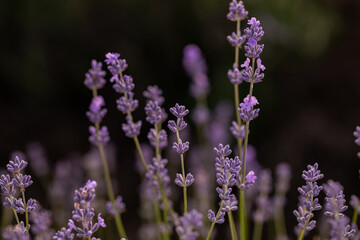 Lavender flowers in Provence, France. Macro purple background with blooming lavender field.