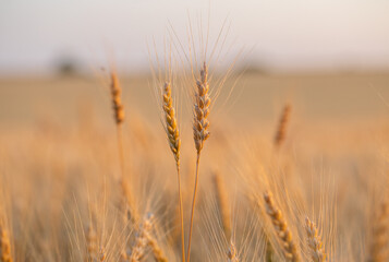 wheat ear, macro photo in the wheat field ready for harvest. Bread is made from wheat grains