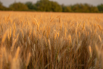 wheat ear, macro photo in the wheat field ready for harvest. Bread is made from wheat grains