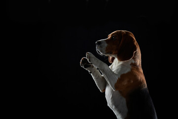 A beagle raises one paw against a black background, appearing to wave. The dramatic lighting...