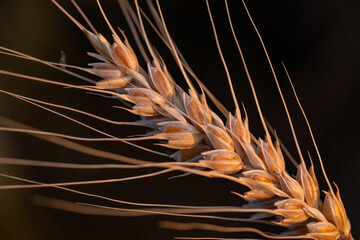 wheat ear, macro photo in the wheat field ready for harvest. Bread is made from wheat grains