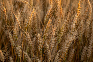wheat ear, macro photo in the wheat field ready for harvest. Bread is made from wheat grains