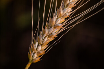 wheat ear, macro photo in the wheat field ready for harvest. Bread is made from wheat grains