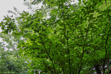 日本周遊　箱根大平台みなと荘での寛ぎのひととき