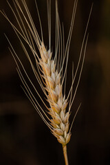 wheat ear, macro photo in the wheat field ready for harvest. Bread is made from wheat grains
