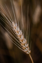 wheat ear, macro photo in the wheat field ready for harvest. Bread is made from wheat grains