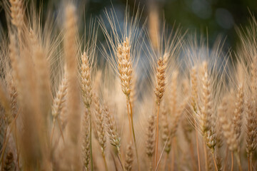 wheat ear, macro photo in the wheat field ready for harvest. Bread is made from wheat grains