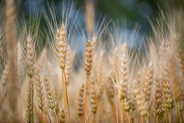 wheat ear, macro photo in the wheat field ready for harvest. Bread is made from wheat grains