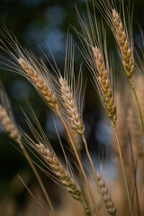 wheat ear, macro photo in the wheat field ready for harvest. Bread is made from wheat grains