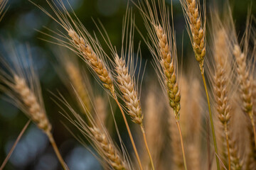 wheat ear, macro photo in the wheat field ready for harvest. Bread is made from wheat grains