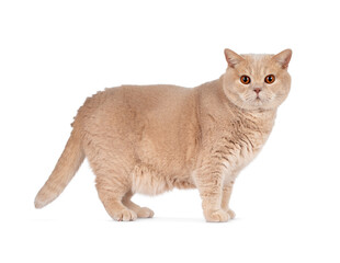 British shorthair cat standing side ways, looking straight to camera. Isolated on a white background