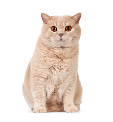 British shorthair cat sitting facing front, looking straight to camera. Isolated on a white background