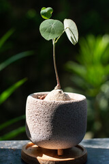 Stephania erecta plant growing in  minimal flower pot