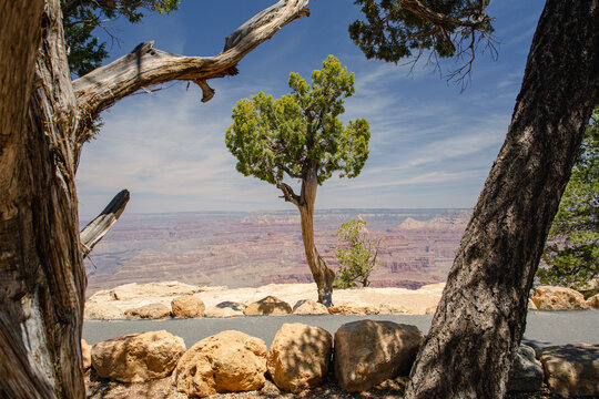 Juniper tree framed between trees at the Grand Canyon