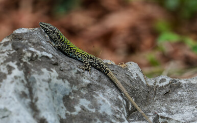 The European wall lizard (Podarcis muralis)