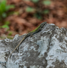 The European wall lizard (Podarcis muralis)