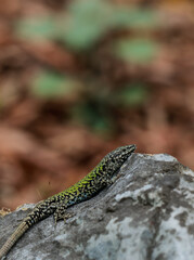 The European wall lizard (Podarcis muralis)