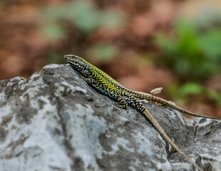 The European wall lizard (Podarcis muralis)