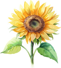 Sunflower Yellow Flower Watercolor Hand Painted Vector Illustration