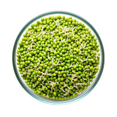 Germinating Mung Beans: A vibrant, overhead view of fresh mung beans sprouting delicately within a glass bowl.