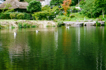Peaceful Waterscape with Ducks and Thatched House: A calming scene of a pond reflecting the surrounding trees and sky, with ducks swimming and a quaint thatched-roof house on the bank.